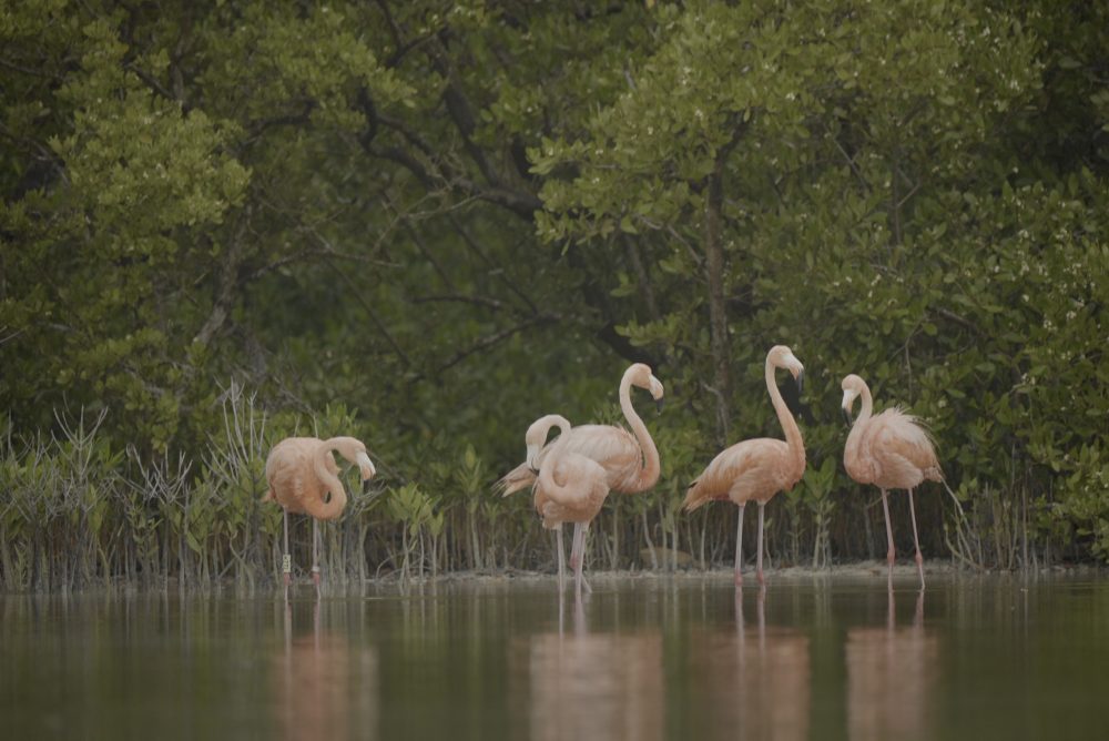 Yucatan