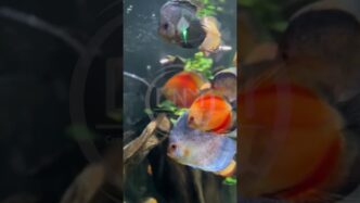 Venue/architecture.

Peces nadando en el Acuario del Parque Tepeyac, el más grande de Latinoamérica. Un nuevo espacio en la ciudad, presentado en Inmobiliare Summits.