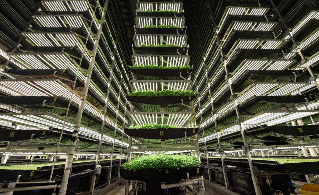 Venue/Architecture

Agricultura vertical en Inmobiliare Summits, LATAM. Innovación en real estate, agricultura urbana del futuro, arquitectura sostenible.