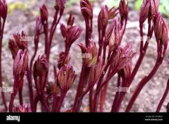 Brotes de Agrofibra: Imagen cercana de tallos y hojas jóvenes de color burdeos emergiendo del suelo. Preparándose para debutar en marzo a través de BIVA.