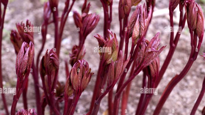 Brotes de Agrofibra: Imagen cercana de tallos y hojas jóvenes de color burdeos emergiendo del suelo. Preparándose para debutar en marzo a través de BIVA.