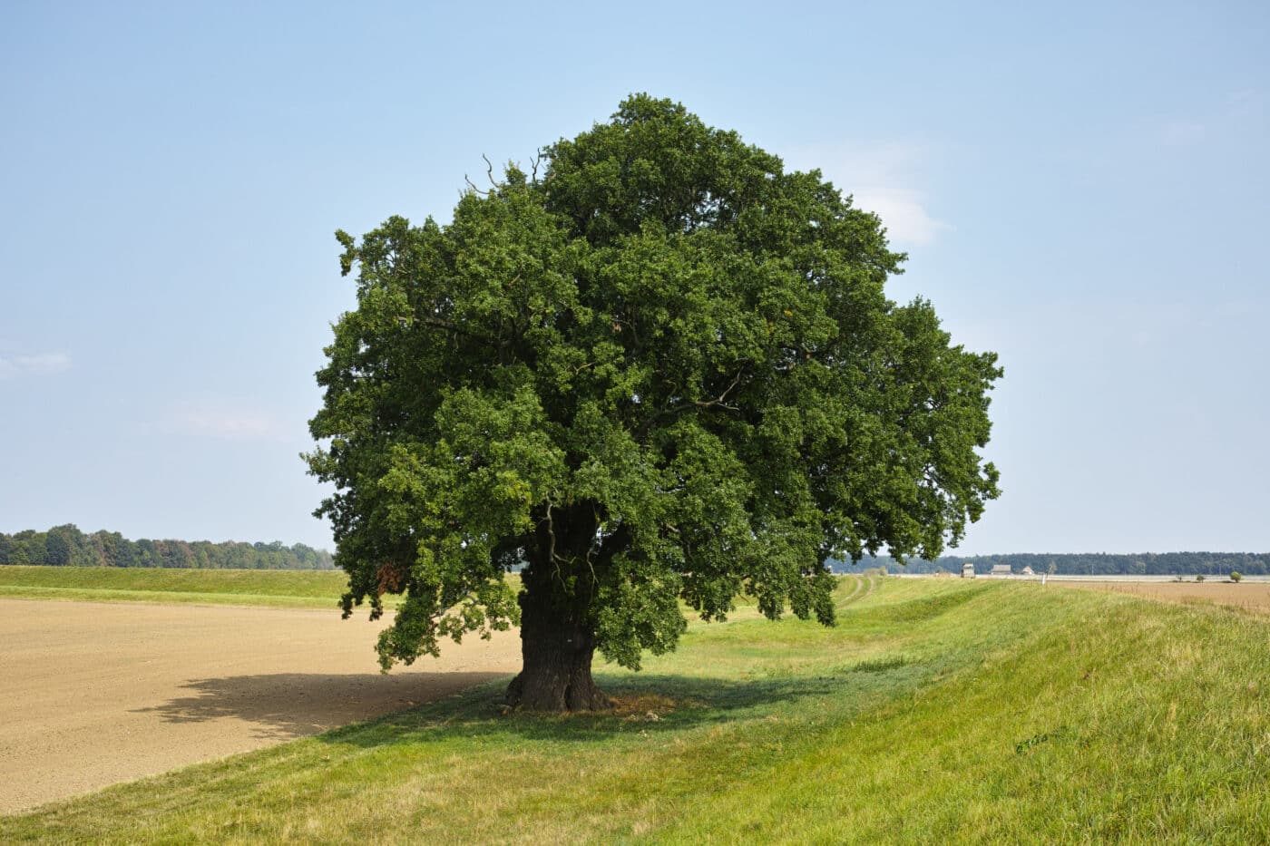 Árbol frondoso en campo, símbolo de ciudades del futuro con más áreas verdes. Paisaje natural y cielo azul. Fomento de la sostenibilidad urbana.