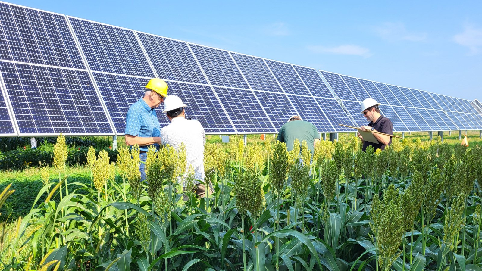 Ingenieros inspeccionan campo de sorgo junto a paneles solares en Texas, impulsando la financiación de biocombustibles y el real estate verde.