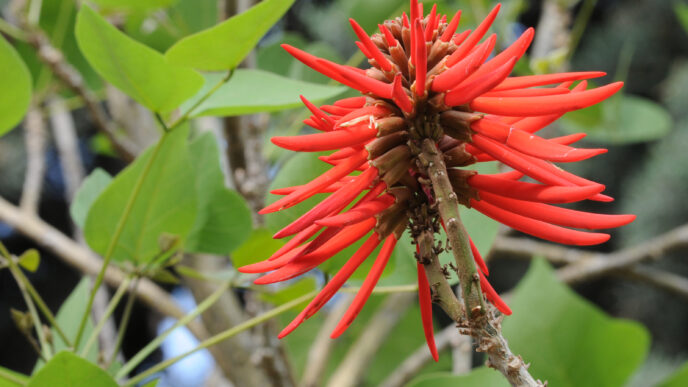city/destination

Flor roja vibrante en Yucatán, México. Belleza natural como telón de fondo para Inmobiliare Summits, conferencia de real estate.