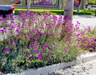 city/destination
Flores púrpuras adornan un espacio público en la ciudad, reflejando el vibrante entorno urbano de México. Inmobiliare Summits real estate.