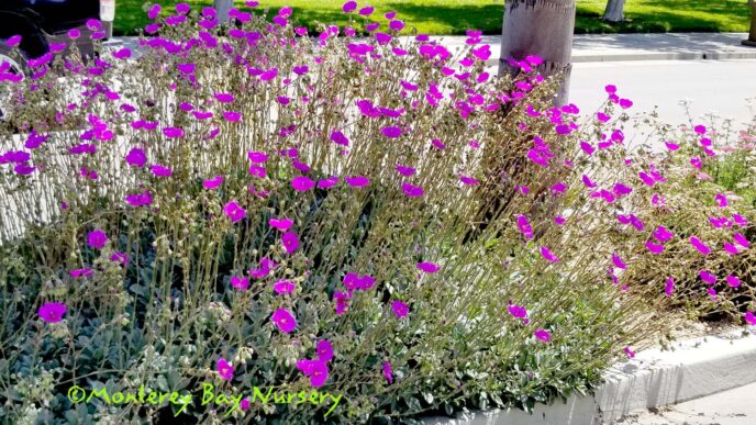 city/destination
Flores púrpuras adornan un espacio público en la ciudad, reflejando el vibrante entorno urbano de México. Inmobiliare Summits real estate.