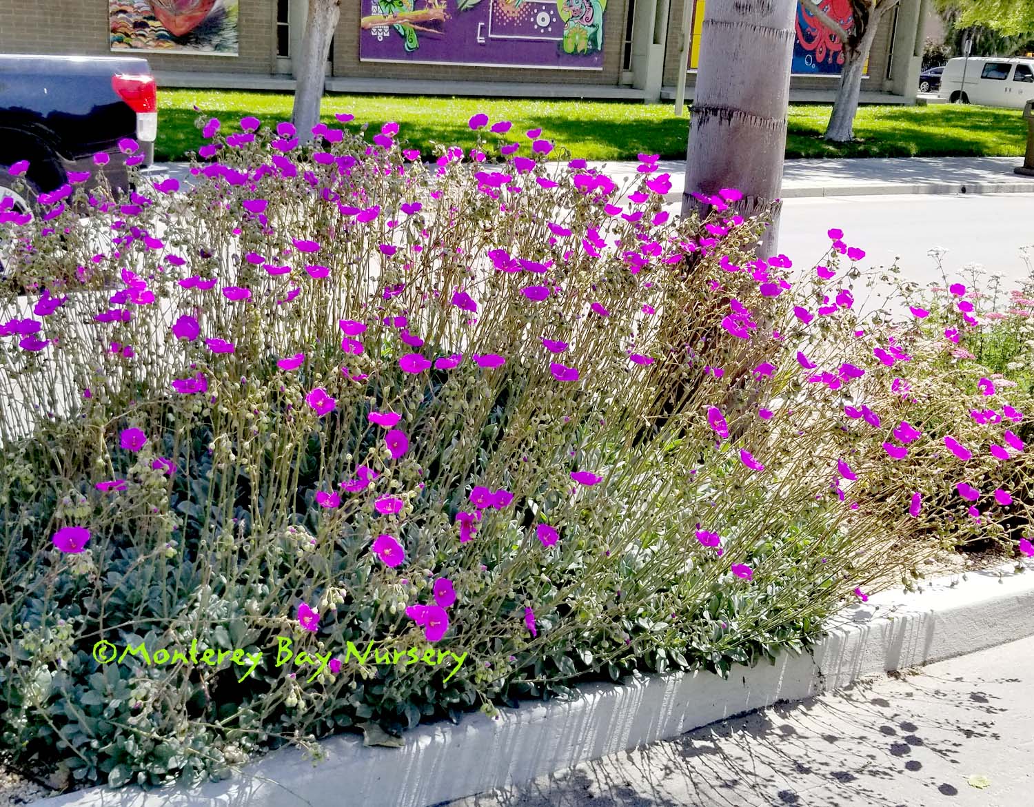 city/destination
Flores púrpuras adornan un espacio público en la ciudad, reflejando el vibrante entorno urbano de México. Inmobiliare Summits real estate.