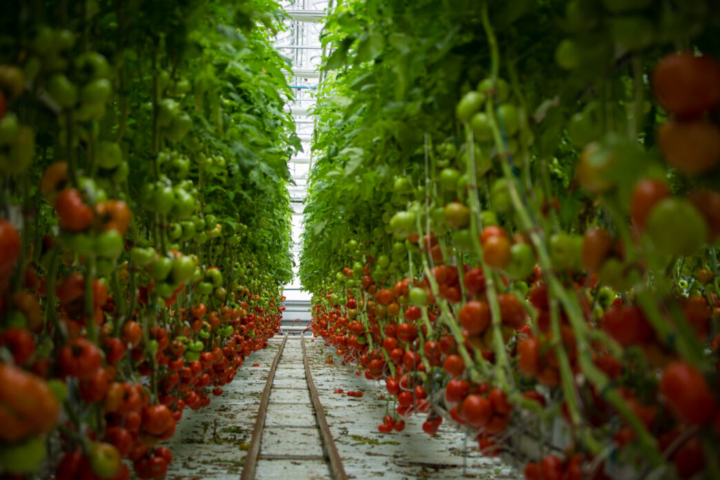 Invernadero geotérmico en Rumanía con hileras de plantas de tomate, algunas rojas y otras verdes, creciendo verticalmente. Cultivo sostenible.