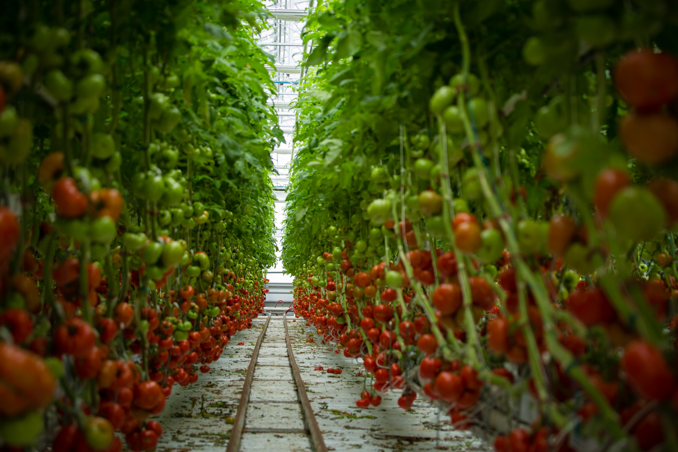 Invernadero geotérmico en Rumanía con hileras de plantas de tomate, algunas rojas y otras verdes, creciendo verticalmente. Cultivo sostenible.