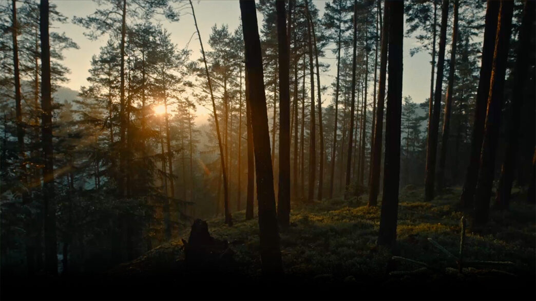 Bosque danés al amanecer, reflejando la sostenibilidad de Greenvolt. Proyecto híbrido con árboles altos y luz filtrada. Naturaleza y energía verde.