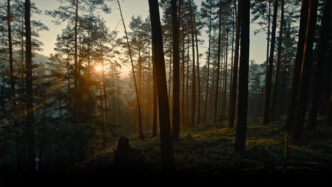 Bosque danés al amanecer, reflejando la sostenibilidad de Greenvolt. Proyecto híbrido con árboles altos y luz filtrada. Naturaleza y energía verde.
