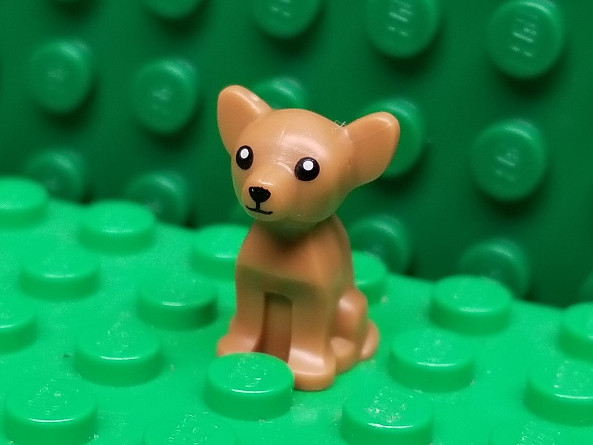 sponsors/branding

Primer plano de un perro Chihuahua de LEGO, parte de la nueva tienda en Chihuahua. LEGO expande su huella en la ciudad de México.