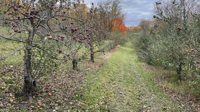 city/destination

Huerto de manzanos en Nueva York, inspiración para The Orchard, rascacielos de Inmobiliare Summits. Naturaleza y real estate en la city.