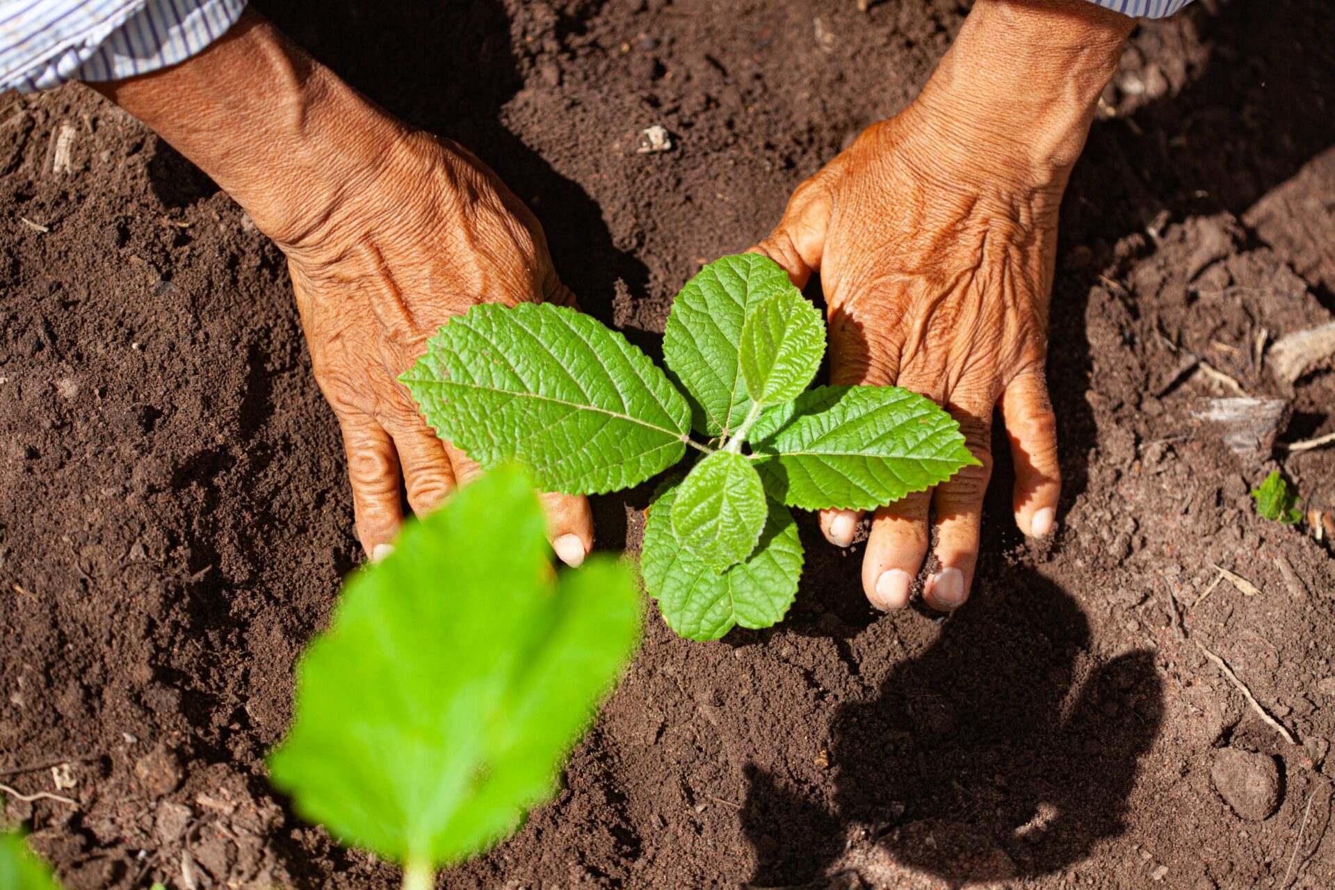 Nature.

Manos plantando un árbol en tierra fértil. Iniciativa de sostenibilidad en Inmobiliare Summits. Compromiso real estate con el medio ambiente.
