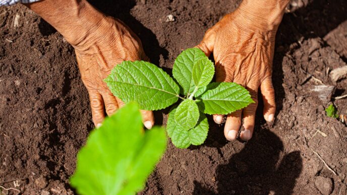 Nature.

Manos plantando un árbol en tierra fértil. Iniciativa de sostenibilidad en Inmobiliare Summits. Compromiso real estate con el medio ambiente.