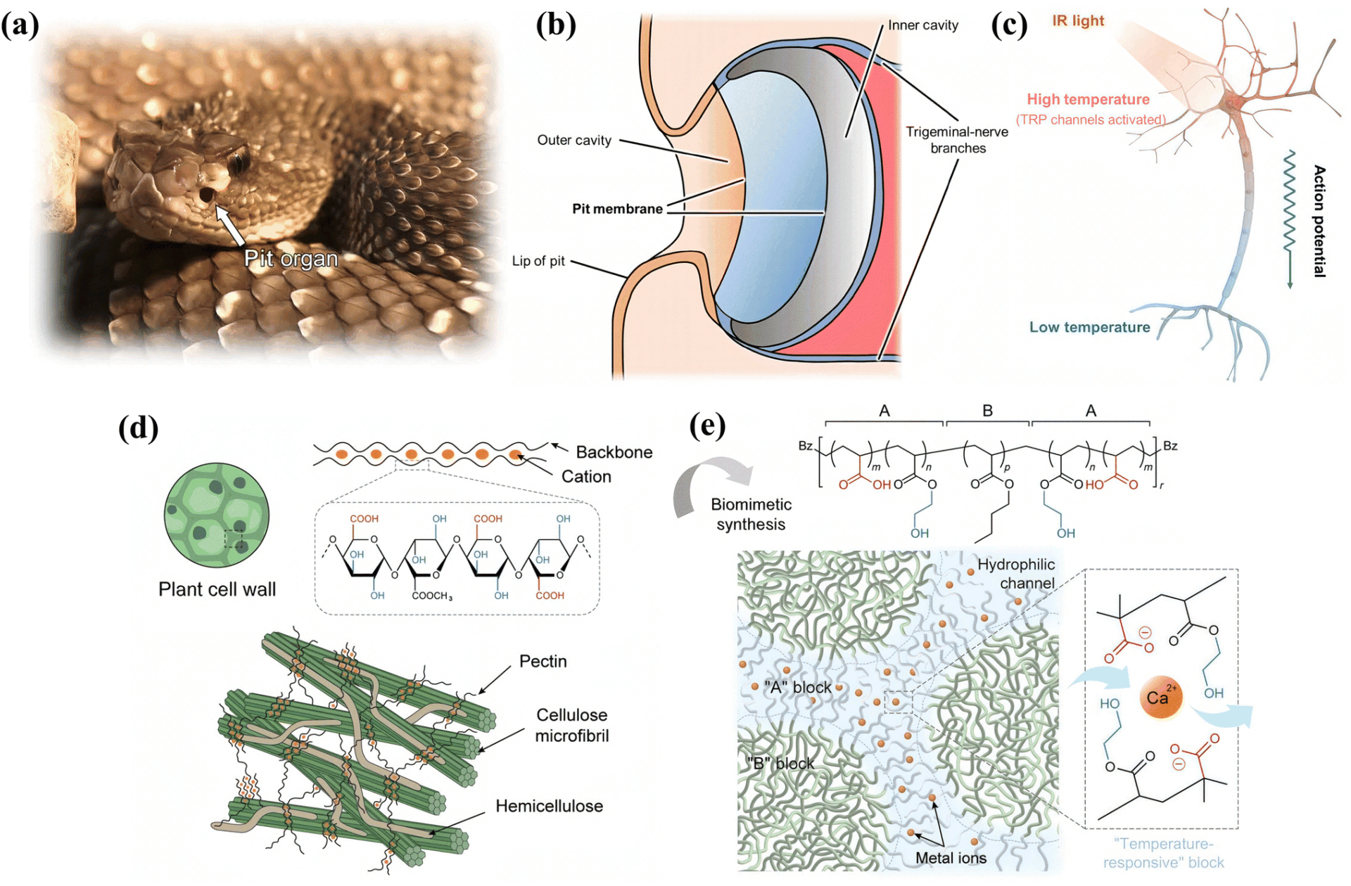 Ilustración de compuestos híbridos bioinspirados: serpiente con órgano sensorial térmico, estructura ocular, reacción neuronal y pared celular vegetal.
