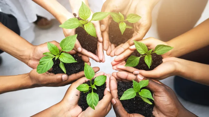 Manos sosteniendo plántulas, simbolizando decisiones sostenibles y la revolución en la gerencia con enfoques ecológicos y responsables.