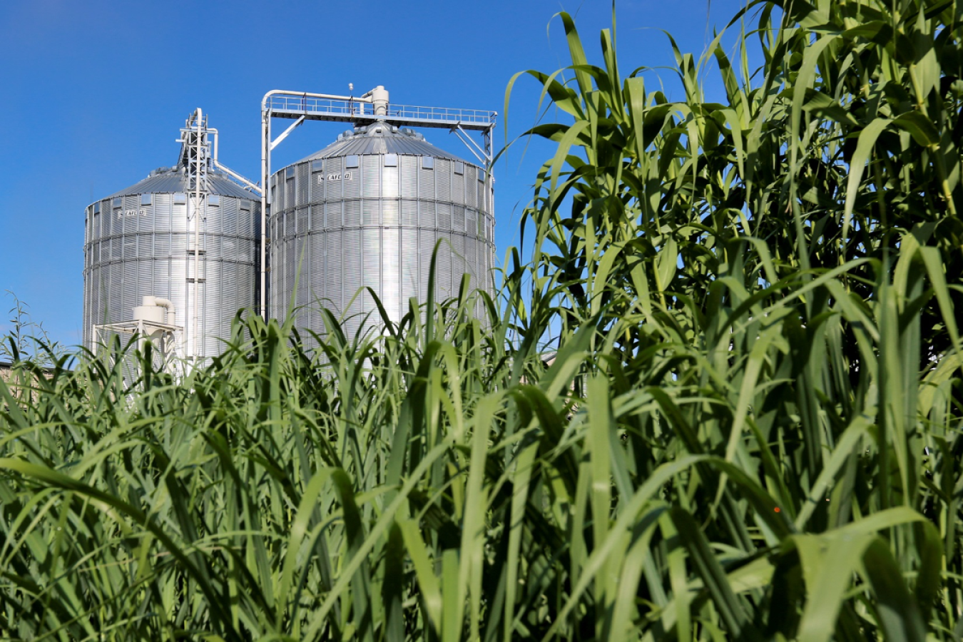 Dos silos metálicos para almacenar biomasa, materia prima para combustibles renovables, vistos entre la vegetación. Innovación tecnológica.