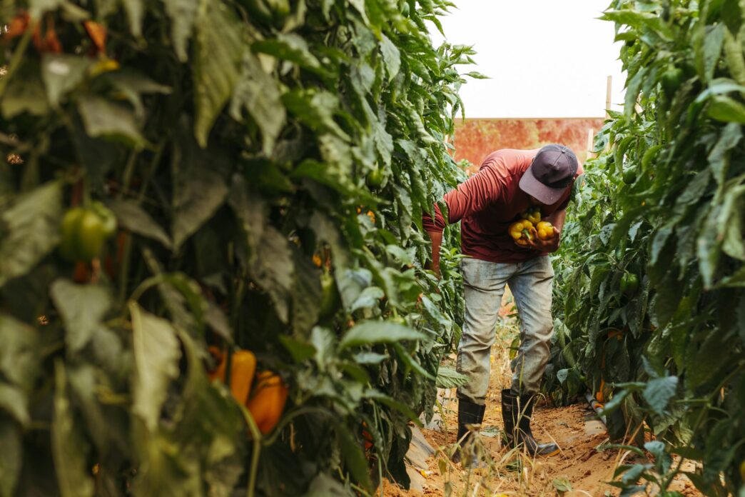 Un hombre cosecha pimientos amarillos y verdes en una granja, mostrando la agricultura y la producción de alimentos.