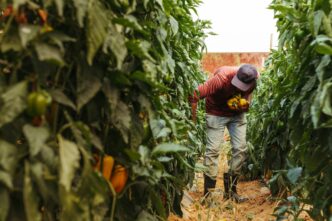 Un hombre cosecha pimientos amarillos y verdes en una granja, mostrando la agricultura y la producción de alimentos.