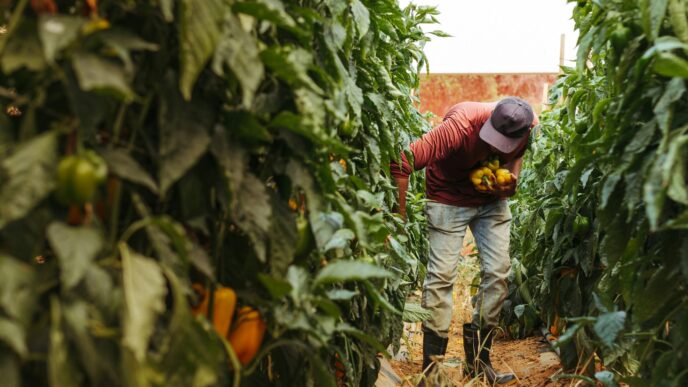 Un hombre cosecha pimientos amarillos y verdes en una granja, mostrando la agricultura y la producción de alimentos.