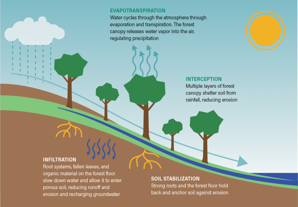 venue/architecture

Ciclo del agua en ecosistema forestal: evaporación, transpiración, infiltración y estabilización del suelo. Impacto ambiental en la ciudad.