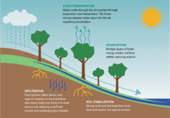 venue/architecture

Ciclo del agua en ecosistema forestal: evaporación, transpiración, infiltración y estabilización del suelo. Impacto ambiental en la ciudad.