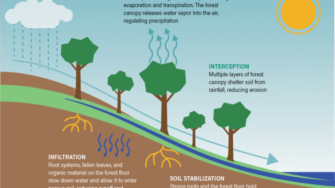 venue/architecture

Ciclo del agua en ecosistema forestal: evaporación, transpiración, infiltración y estabilización del suelo. Impacto ambiental en la ciudad.