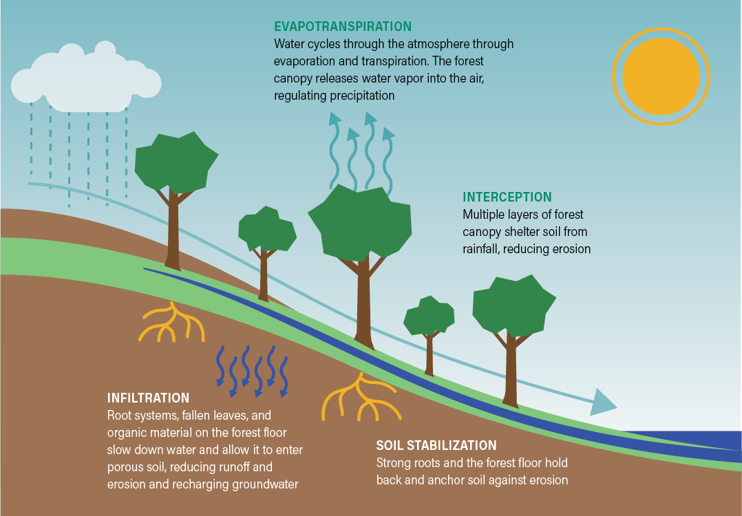 venue/architecture

Ciclo del agua en ecosistema forestal: evaporación, transpiración, infiltración y estabilización del suelo. Impacto ambiental en la ciudad.