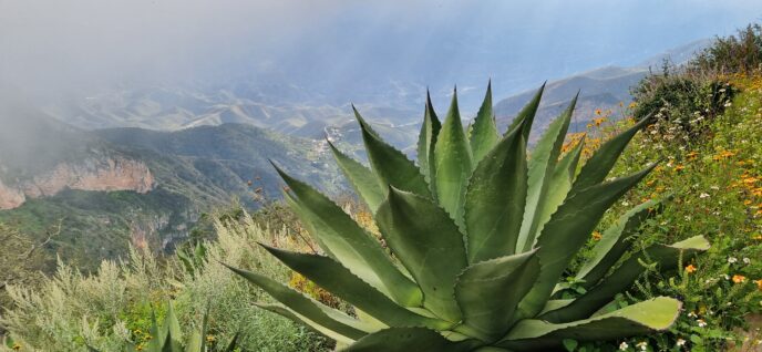 Programa-Carbono-Biodiverso-en-la-Sierra-Gorda-de-Querétaro-inmobiliare