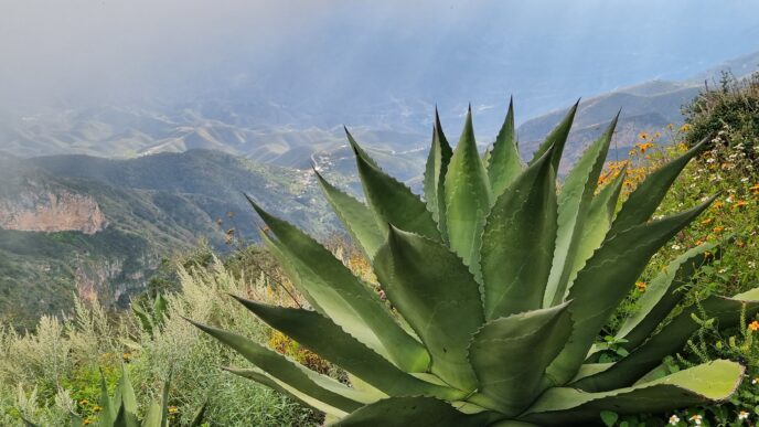 Programa-Carbono-Biodiverso-en-la-Sierra-Gorda-de-Querétaro-inmobiliare